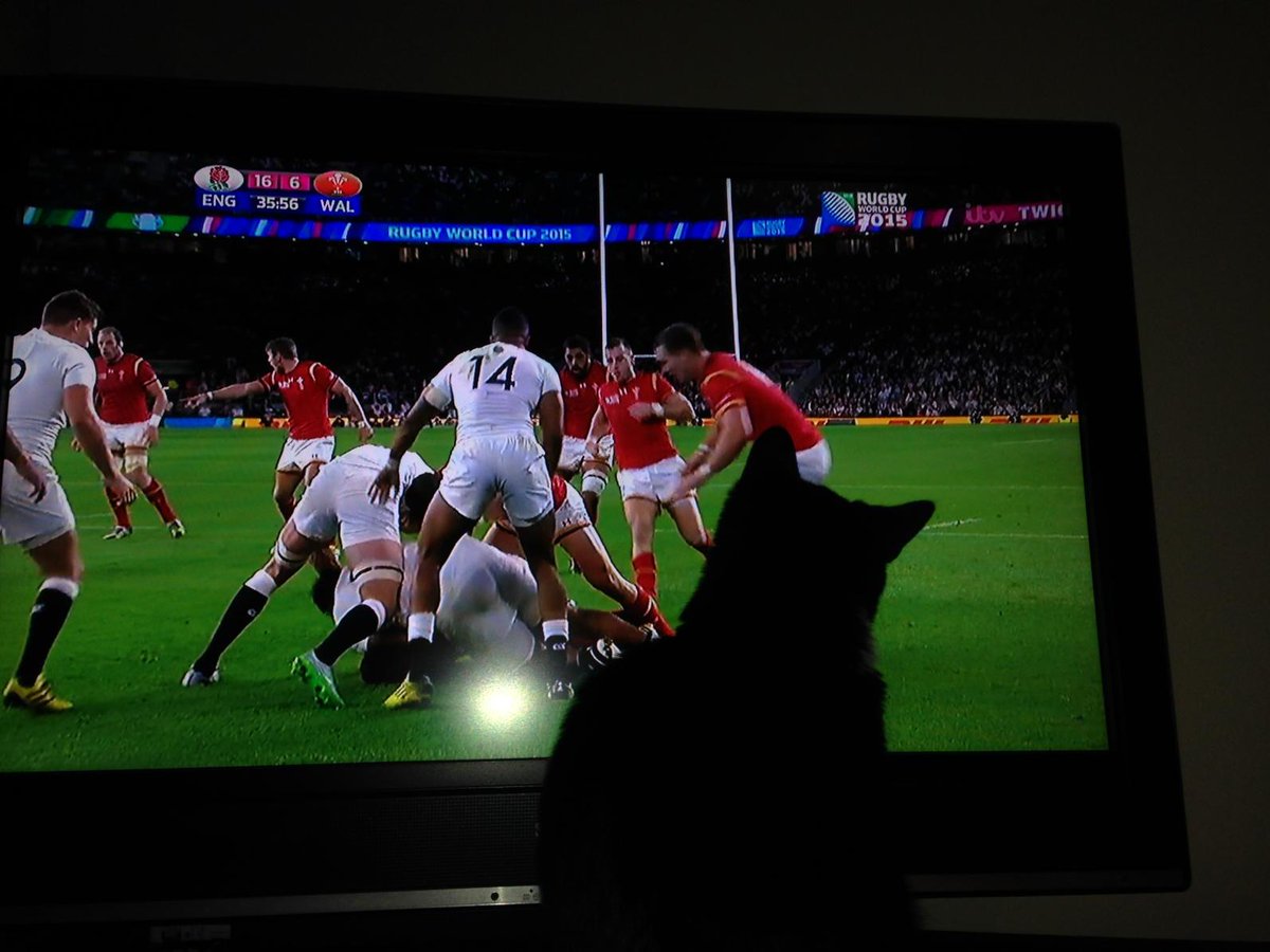 therealglhparry's tweet photo. My cat is sad about the rugby...#worried #welshcat http://t.co/gg4IbrFeRc