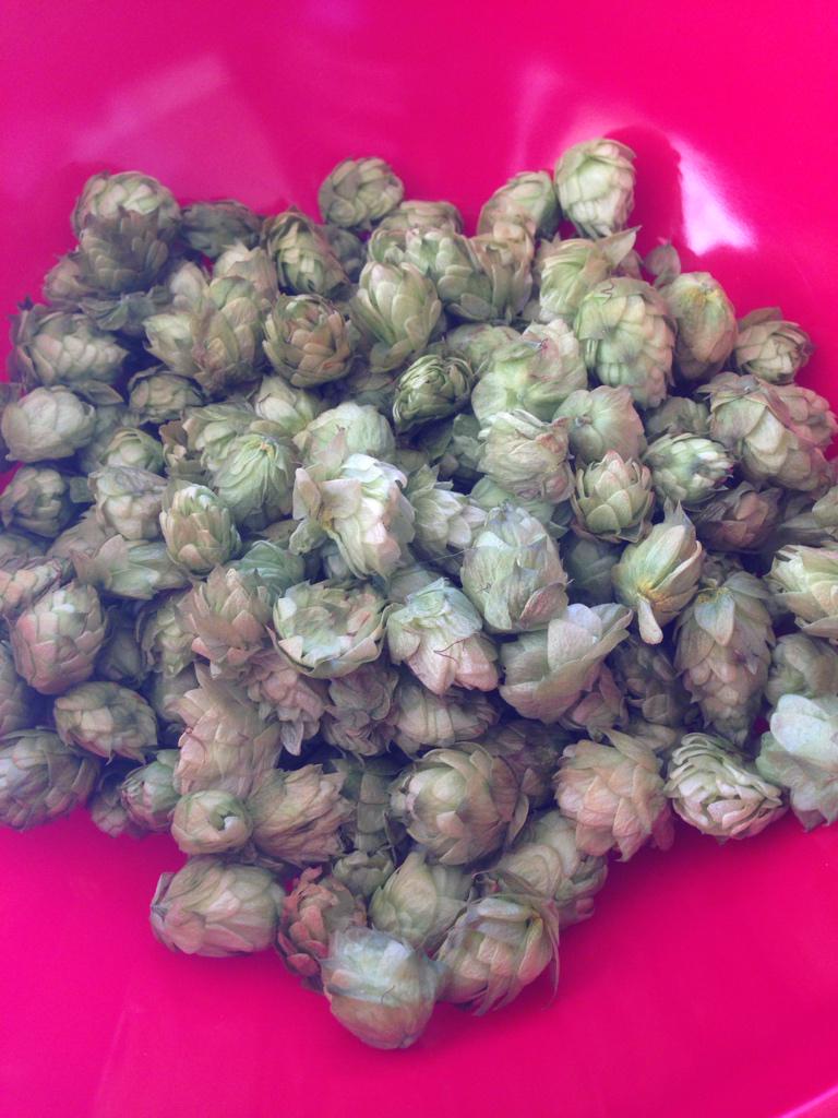 impossibrewbeer's tweet photo. What do you do with a batch of fresh mystery varietal hops? Brew up a pale ale, of course! http://t.co/TU2Y7aLadn