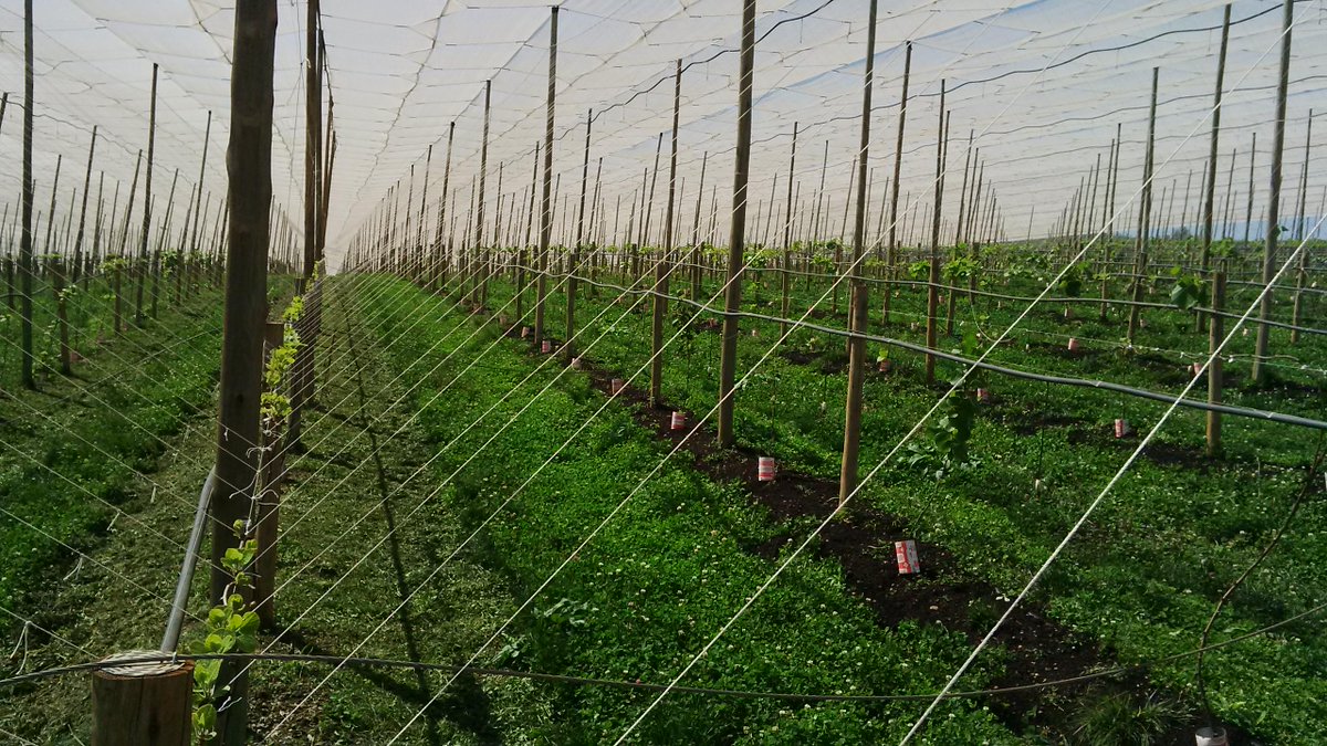 slicky_tk's tweet image. Kiwi fruit development