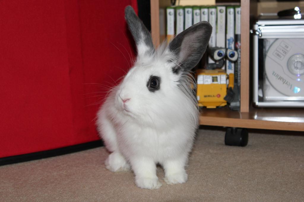 ladycakes1550's tweet photo. @Just_Pawsome #petoftheweek #rabbitoftheweek Lilly and Hodor enjoying some fresh nommy hay, Ziggy looking confuzzled http://t.co/RQaM9HOtBX