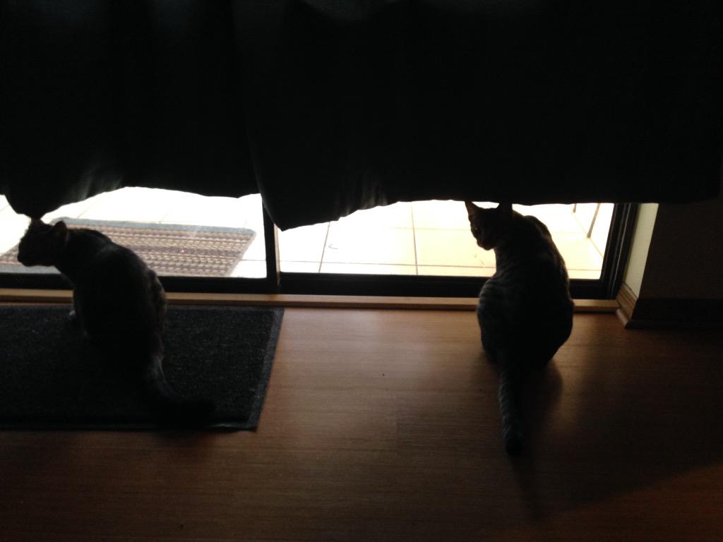 laurenparker47's tweet photo. Missed these kitties #jackandcharlie http://t.co/mx6ZalAkXc