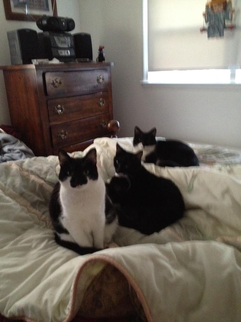 BLeggio's tweet photo. @StormTheCatt Here's a pic of all 3 of my cats Lisa, Rescued, Eli adopted, &amp; Madonna rescued! #MyBabies http://t.co/eNlYmqFQvh