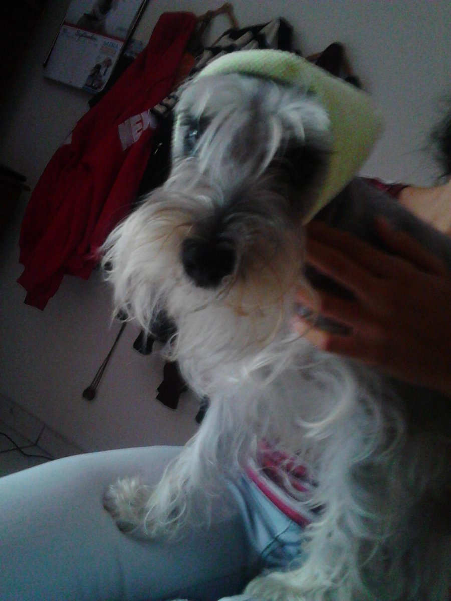 LauAvalos95's tweet photo. Mi hermosa barbuda con mantita por el frío🐶☁ #sinorejas #parecevagabunda http://t.co/hf4ASqZ5FX