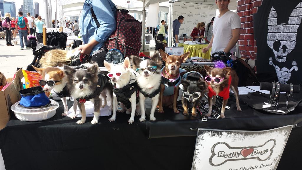 chai604's tweet photo. Modeling at #struttyourmutt for #reallylovedogs at #pier26 http://t.co/pNNNuaR8yO