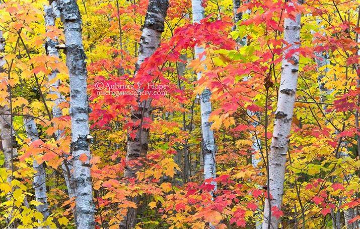 PureMichigan's tweet photo. Ready for fall colors in #PureMichigan? Us too! This shot from @PicturedRocksNL is courtesy of  @MichiganScenery. http://t.co/buN9zWpq1a