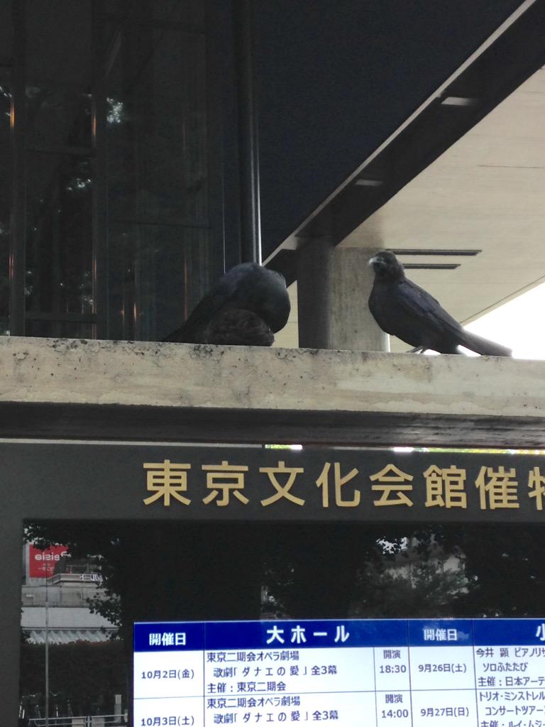 盗られた人のことを思うといろんな意味で辛すぎる カラスがアレを強奪 Togetter 盗られた人のことを思うといろんな意味で辛すぎる カラスがアレを強奪 Togetter