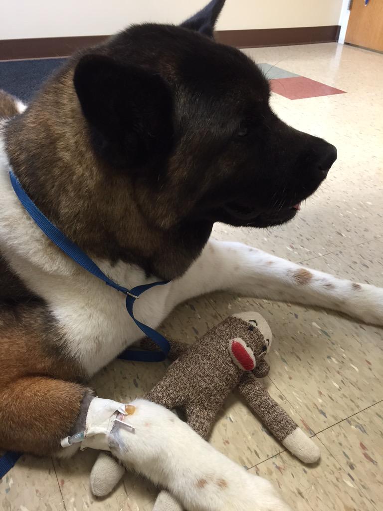 TANKosaurusrex's tweet photo. My only complaint about this hospital is that all the leashes are blue. #stillabuckeye http://t.co/5aczEegnvN