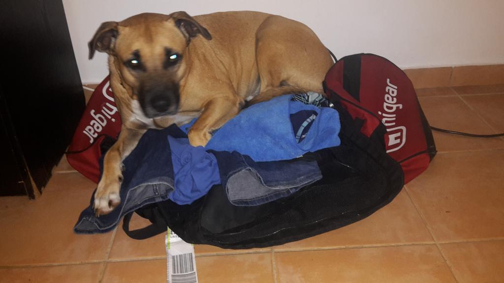 Well it looks like someone has a comfy bed.  ! #dogslife