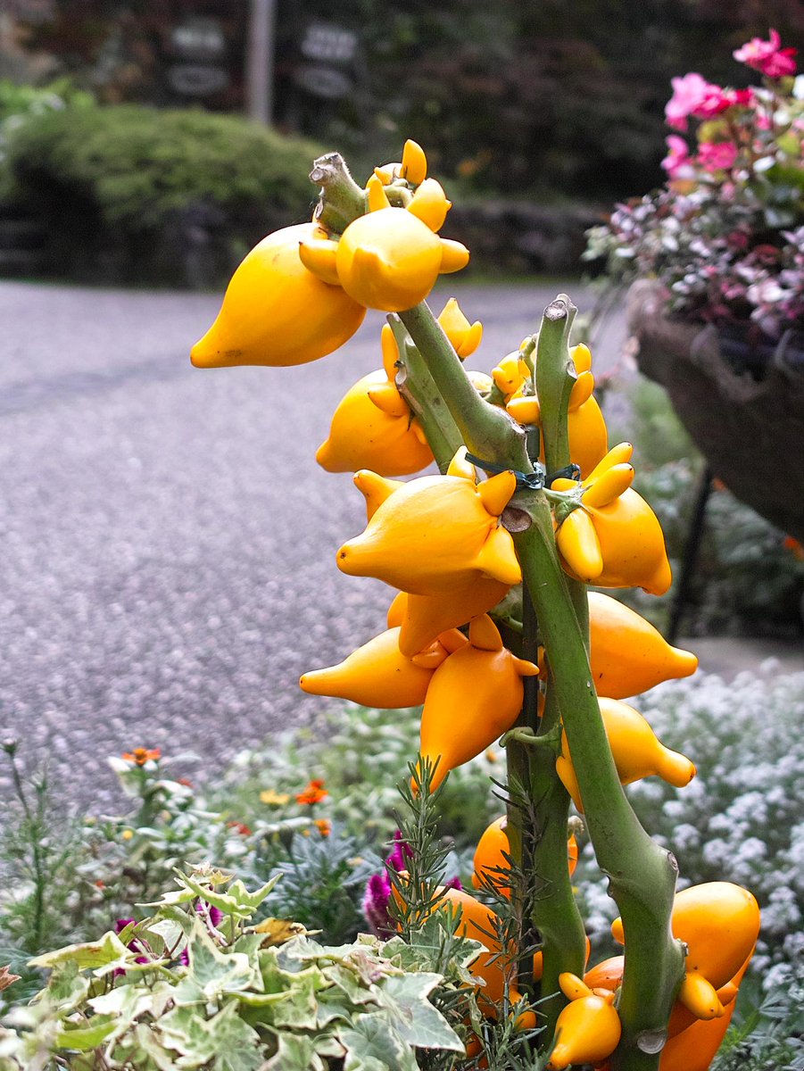 ガーデンミュージアム比叡 در توییتر 京都 比叡山 花 写真はプラタナス広場のフォックスフェイス 紅葉や草花もそうですが 季節を感じる植物のひとつ キツネのような形の実はとてもキュートです Kyoto フォックスフェイス カナリアナス Http T Co Stk62xcmyn