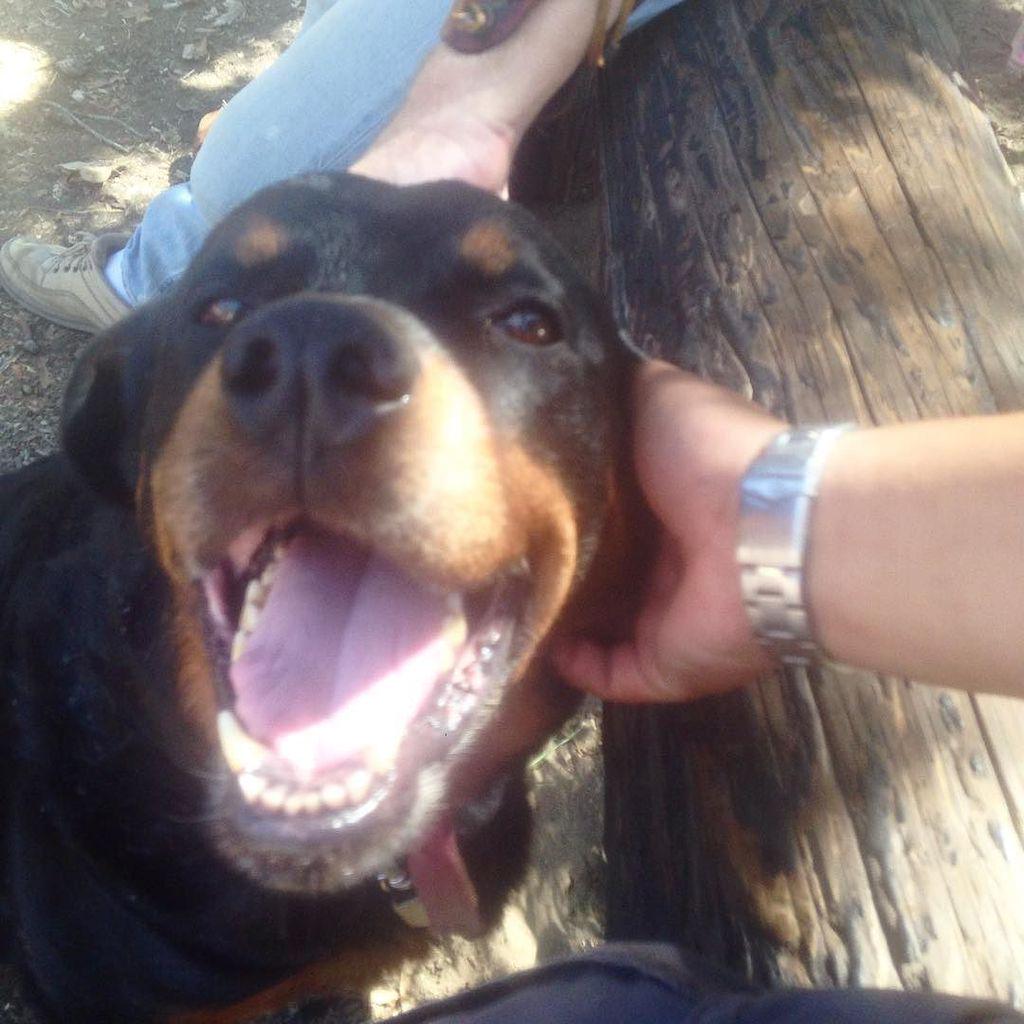 prettylilxlara's tweet photo. If I could be half as happy as Buddy, #larashappylife would be damn happy indeed. #buddyth… http://t.co/2OsoxjhU9B http://t.co/Fmvv0Qp1Og