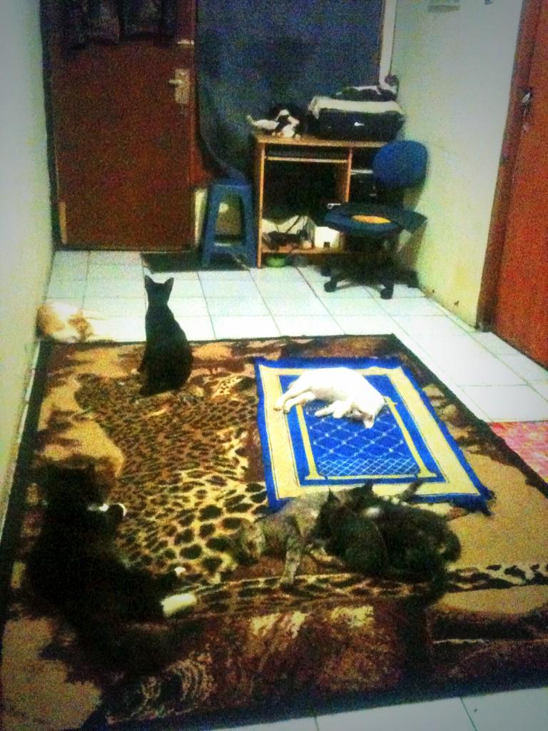 M HIDAYAH TULLAH (@ffarduuu) on Twitter photo 