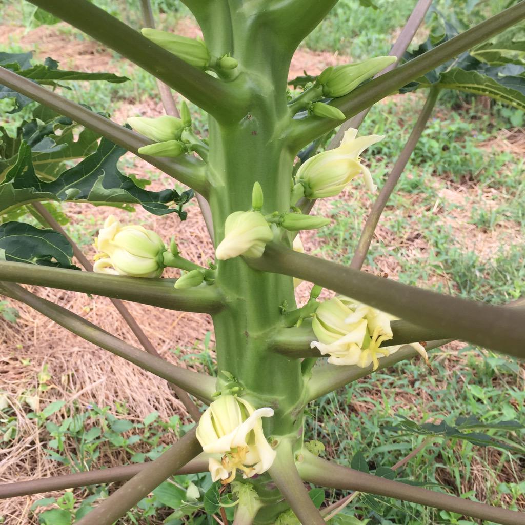 農業姉妹 在 Twitter 上 パパイヤには 雄花 雌花 両性花があります 雌花は基本的に受粉しなくても実になります 両性花は花の中にオシベとメシベがあり 自家受粉して実になります 左の付け根が膨らんだ花が雌花で 右の細長い花が両性花 Http T Co