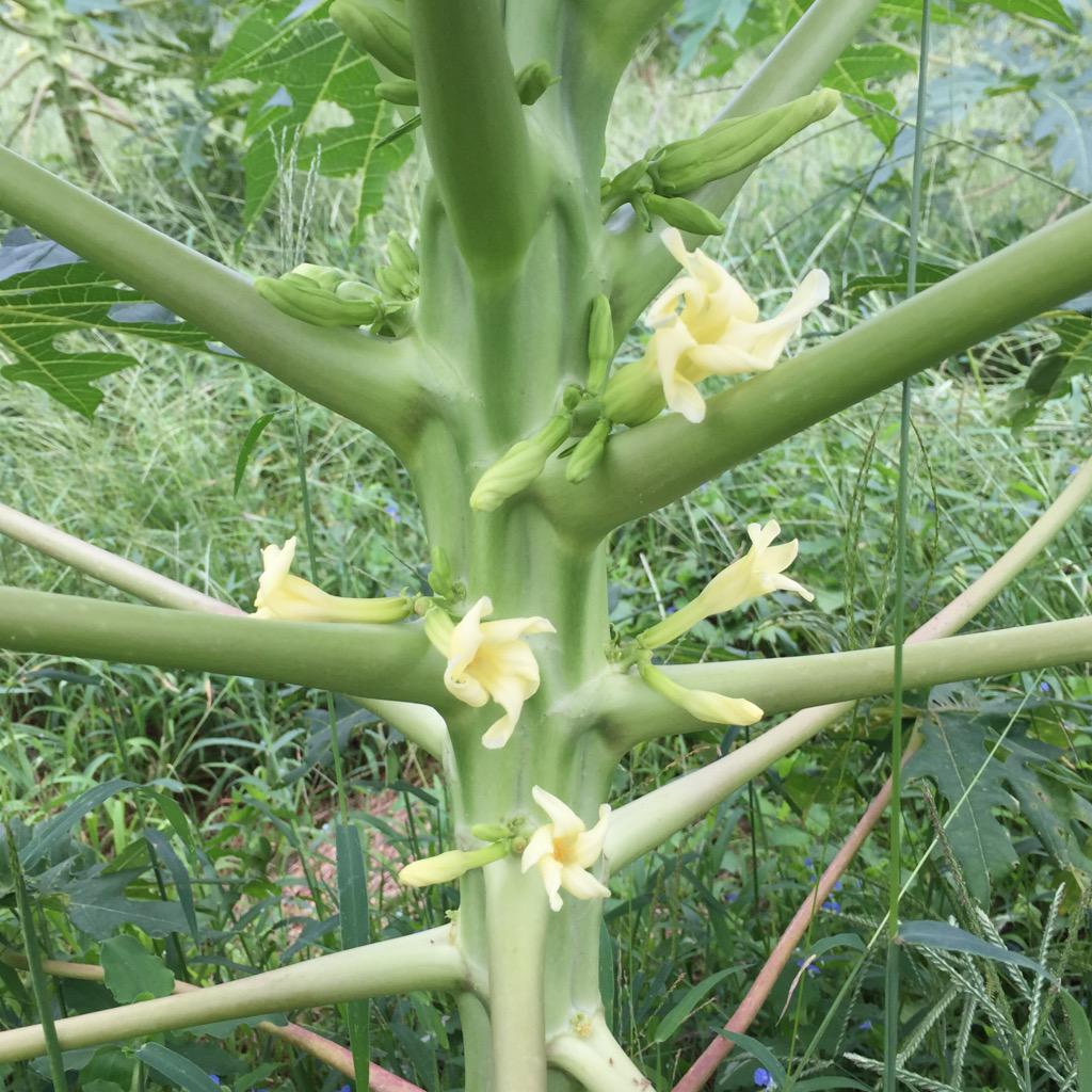 農業姉妹 在 Twitter 上 パパイヤには 雄花 雌花 両性花があります 雌花は基本的に受粉しなくても実になります 両性花は花の中にオシベとメシベがあり 自家受粉して実になります 左の付け根が膨らんだ花が雌花で 右の細長い花が両性花 Http T Co