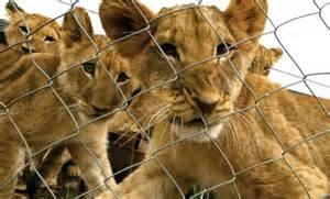 JMThompson49's tweet photo. Support #BLOODLIONS U.S. TV Premiere on @ThunderclapIt // @jmthompson49 http://t.co/gibtzjD6ka #BloodLions http://t.co/HkyjC1XFIh