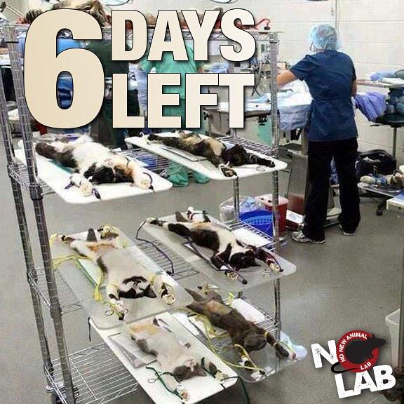NoNewAnimalLab's tweet photo. 6 days til we #MarchOnUW! .@UW, #WeWillStopThisLab! http://t.co/g9ZcVETkMo