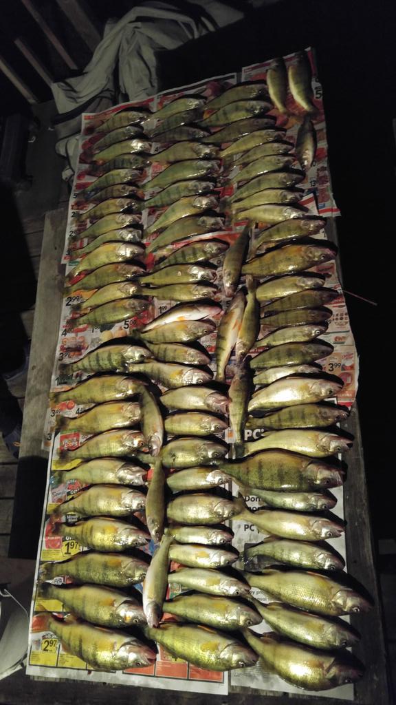 bfelsheim10's tweet photo. Hit em' pretty good today#erie#lundboats http://t.co/ZLZ9BvdrJb