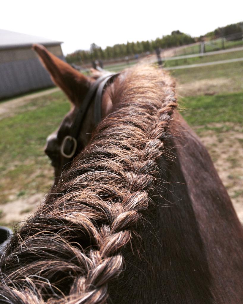 AlexPangman's tweet photo. Saturday was #runningbraid day at farm! #gypsy http://t.co/4VjETqluOB