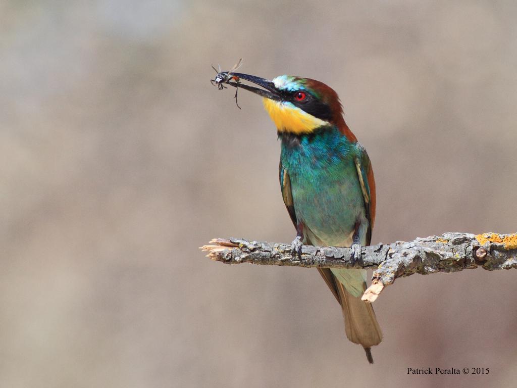 58_patrick's tweet photo. #photography #guepier #beaeater #LPO #bird
Guêpier et guêpe des sables http://t.co/bZcBwpYzj7