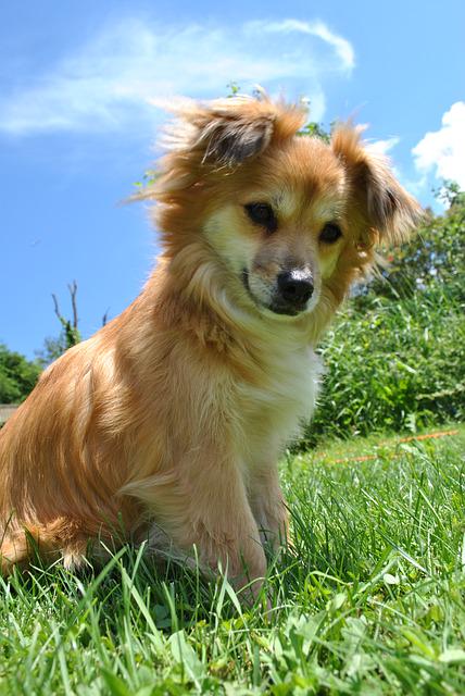 Family dogs are always welcome here.