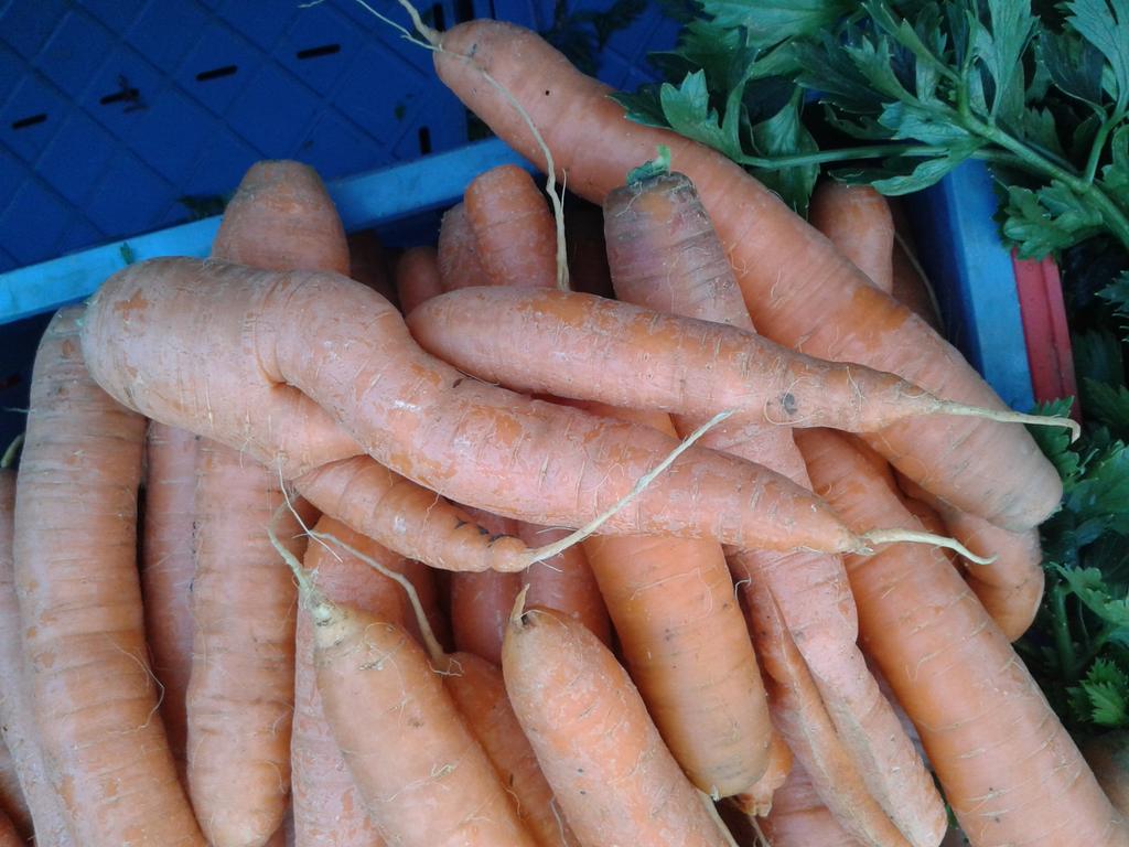 alwa63's tweet image. Achetée au 31è marché #bio de #Bombaye. En grande #distribution elle avait zéro chance #carotte #GueuleCassée #Dalhem
