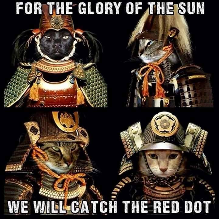 TopKekStaff's tweet photo. lol #Samurai #Cats http://t.co/8JAmg1GK7L
