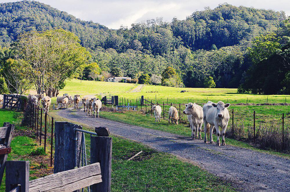 coffscoast's tweet photo. Towns of the Western Hinterland http://t.co/RZty5WPrl5 #Coramba #NanaGlen #OraraValley #WaterfallAustralia #stud http://t.co/BP7v30oX06
