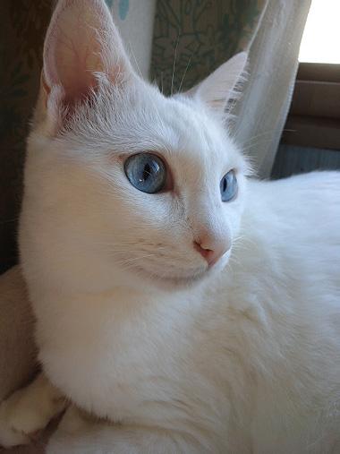 うちのねこかわいい
白猫+ブルーアイは難聴が多いのですが、うちのもほぼ聞こえてません。
コルチ器（耳の器官）の形成不全なんだって。