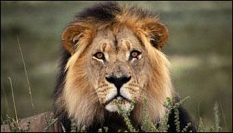Animal Attack Videos (@animalvideos007) / Twitter Animal Attack Videos (@animalvideos007) / Twitter