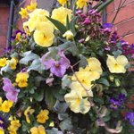 Photo by Lomax HangingBaskets (@hellofromlomax)