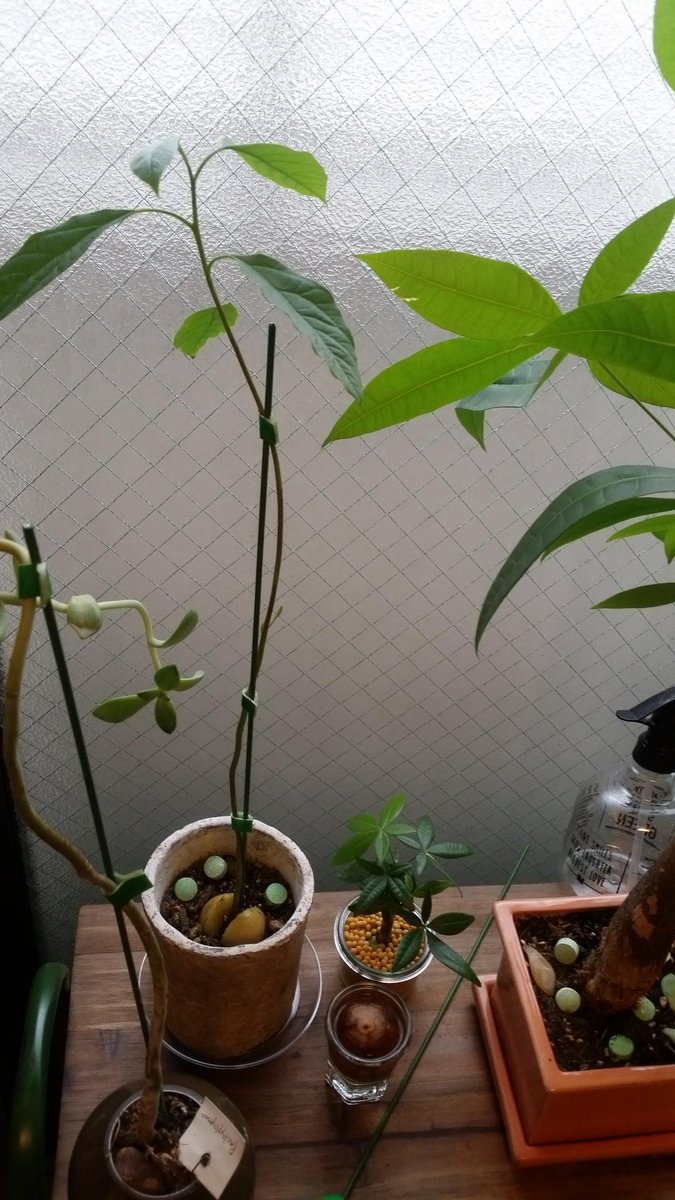 あお Twitterissa 園芸タイム 骨折しないように添え木 おおきくな れ アボカド栽培 多肉植物 ガーデニング 添え木 生きた 植物の芸術 Http T Co C2dh50ubf3 あお Twitterissa 園芸タイム 骨折しないように添え木 おおきくな れ アボカド栽培 多肉植物 ガーデニング 添え木 生きた 植物の芸術 Http T Co C2dh50ubf3