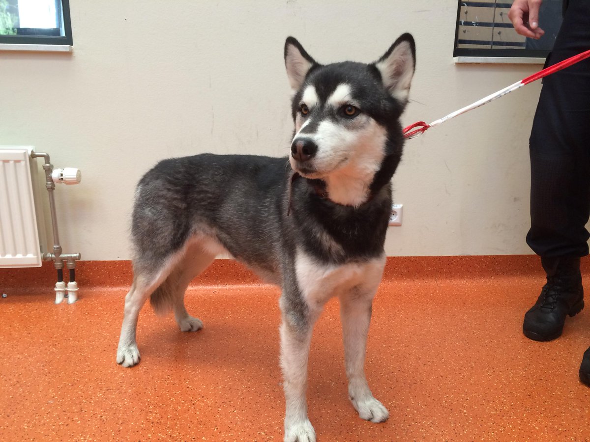 POL_Pijnacker's tweet photo. #Gevonden #hond #Berkel bij Gemeentewerf. Van wie? pls RT http://t.co/iveT9Gv97k