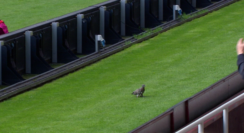 Norwich midfielder Jonny Howson came to the rescue and took a pigeon to safety during the West Ham game! #SSNHQ