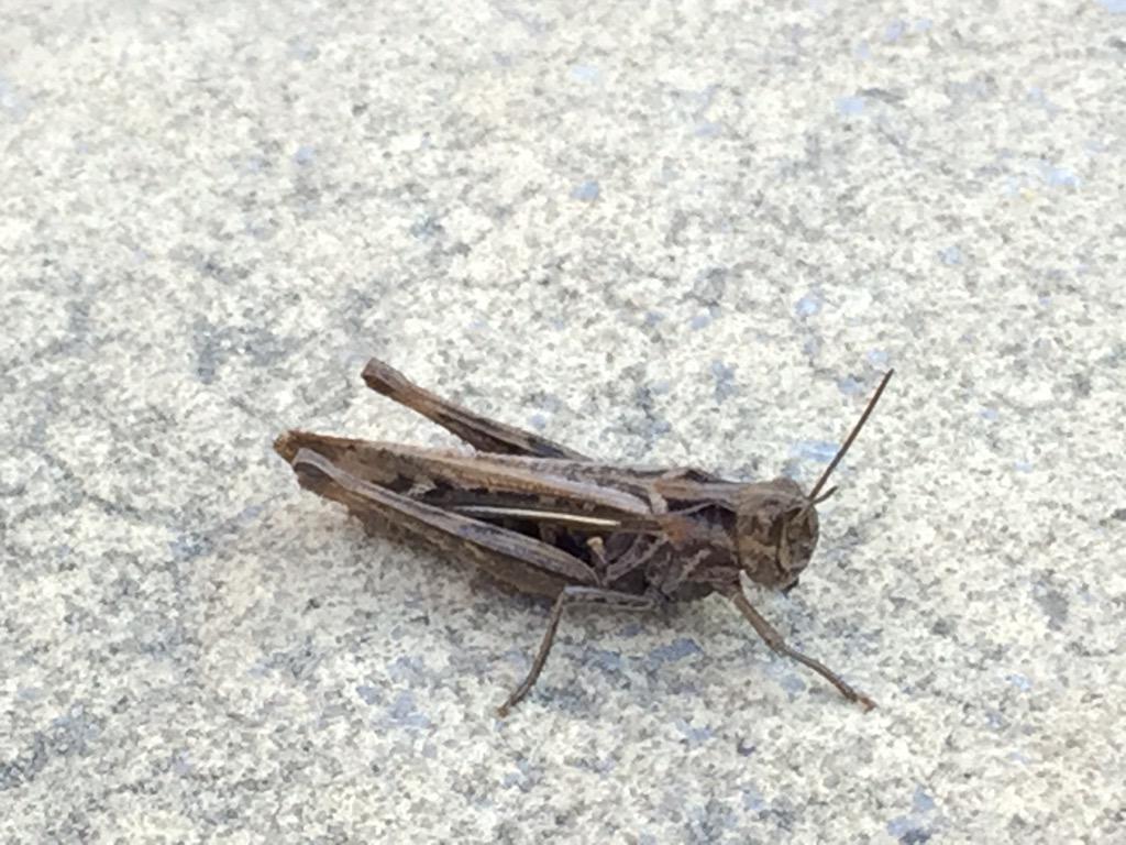 MAGIC72's tweet photo. Just found this little fella on the patio. Is this the new lucky omen #pidgeonsold #newpostcode #cpfc @mbaines85 http://t.co/v6lOnGcpkn