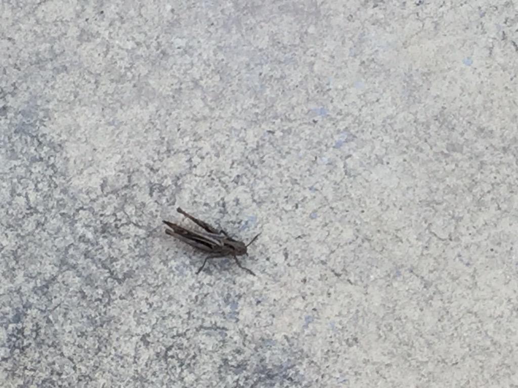 MAGIC72's tweet photo. Just found this little fella on the patio. Is this the new lucky omen #pidgeonsold #newpostcode #cpfc @mbaines85 http://t.co/v6lOnGcpkn
