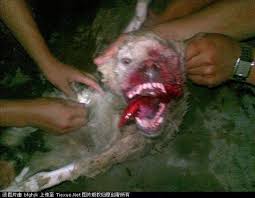 catsfromulthar's tweet photo. 16 Please sign petition https://t.co/RdTovbyxGK  #EndYulinFestival https://t.co/icUEq9loS0 #No2DogMeat #NoToCatMeat #EndDogMeatTrade