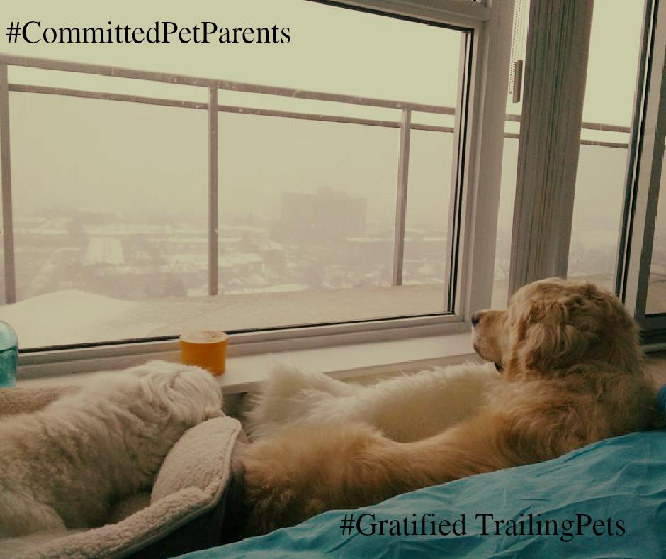 anvisinc's tweet photo. #AnvisPetRelocation #Bangalore #Toronto #Lufthansa #TibetianTerrier #GoldenRetriever #CommittedPetParents http://t.co/ihfwFQy0x9
