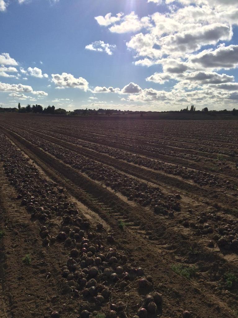 Capel St Andrew Farm tweet media