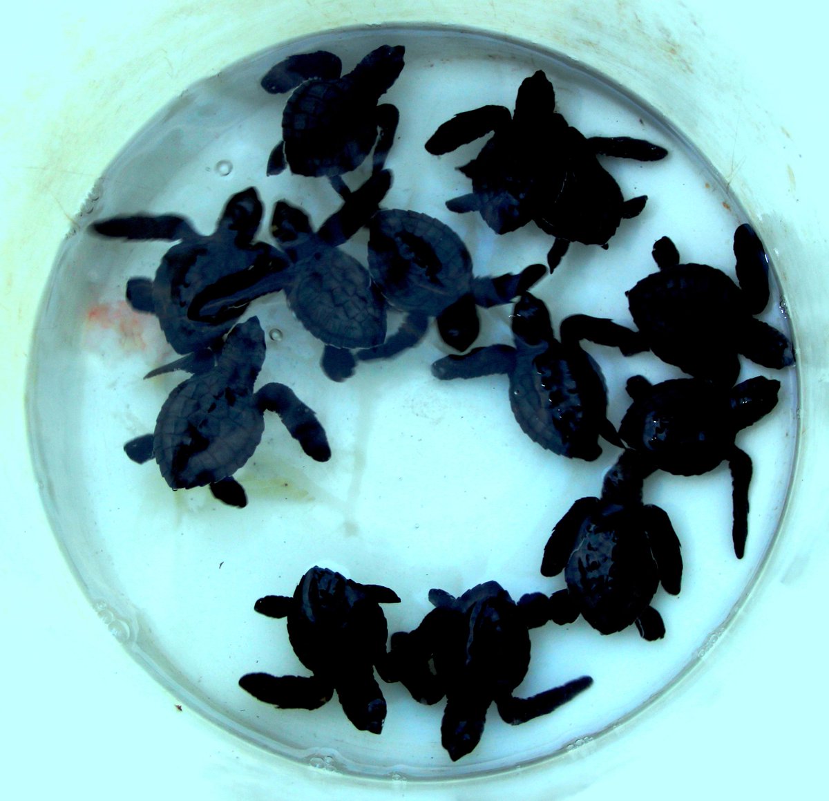 penyu hijau yg dilindungi..dilepaskan kelaut Petanahan Kebumen..selamat jalan..  <a href="/bupatikbm/">M. Yahya Fuad</a> <a href="/adipandoyo66/">Adi Pandoyo</a>