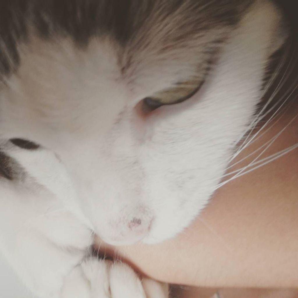 Chatchatcatcat's tweet image. Mordida de amor não dói ❤🐾 #mentira #dóisim #elepode #domingodesol #kinhoamoroso #catsgram #cat #instacat #catsofin…