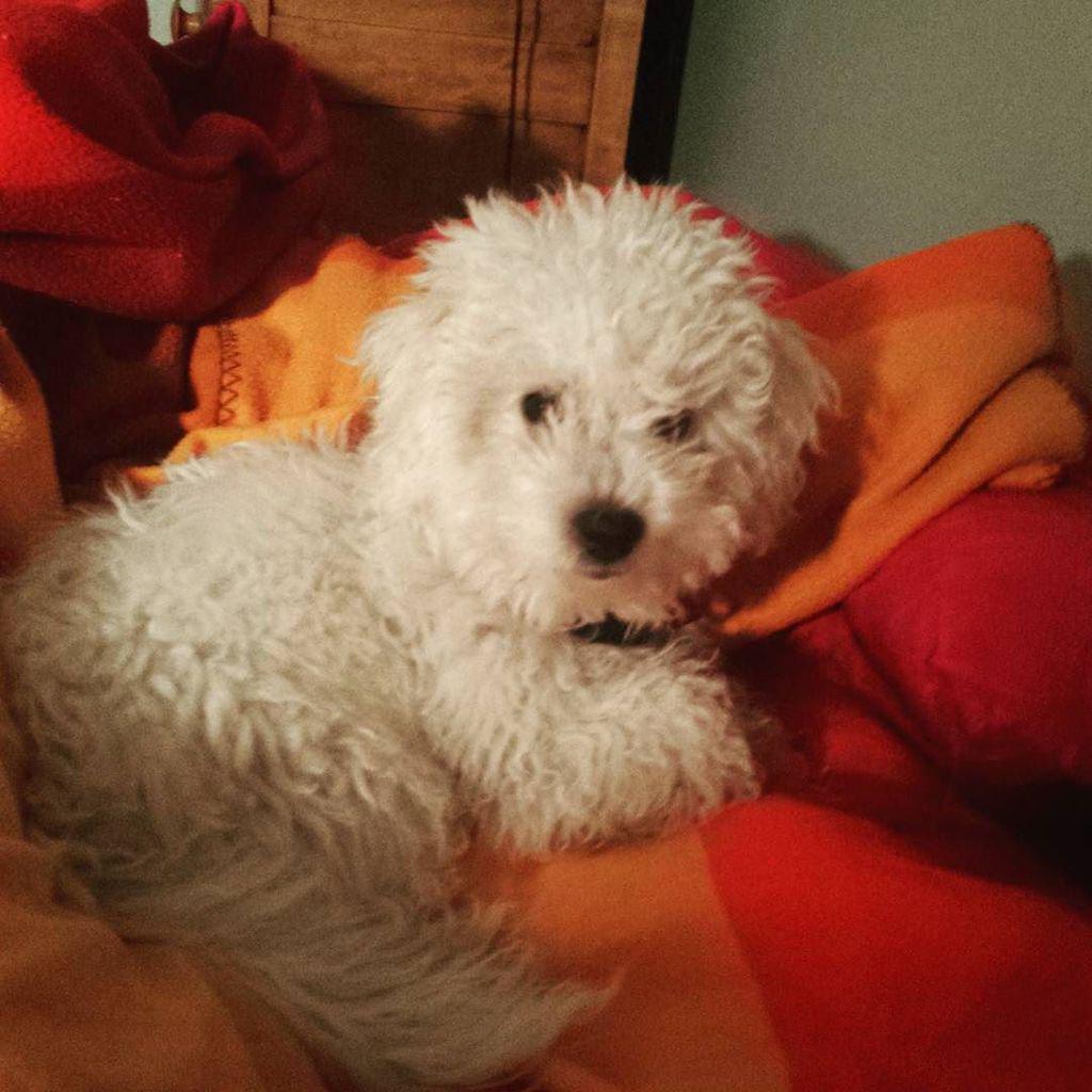 A_I_M_fitness's tweet photo. Sunday morning cuddles #dogday #dogsofinstagram #puppytherapy #bichonpoo #poochon #allyoun… http://t.co/u30NDgBaWU http://t.co/L5FGqXe11K