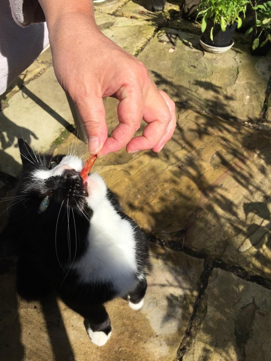 talisman_cat's tweet photo. Mind you fingers when you do this to a predator as the servants found out #bitefinger http://t.co/LVFS3MVkuv