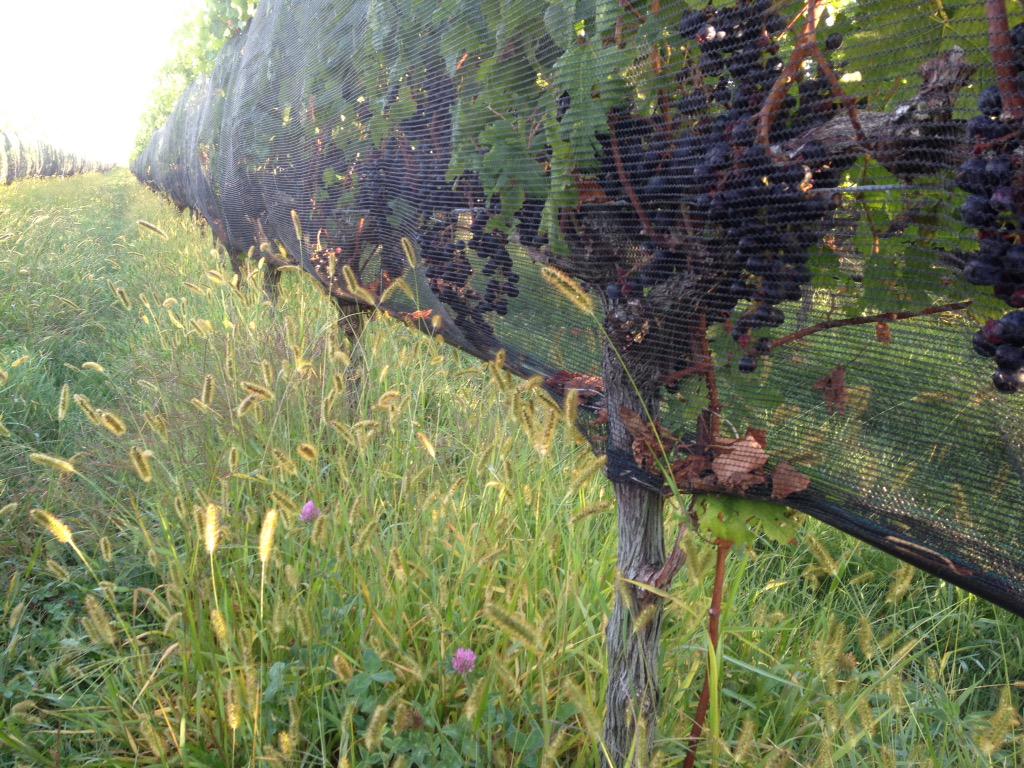 BDSHINN's tweet photo. Beautiful vineyard floor @shinnvineyard #realhonestsustainable http://t.co/woJ0lGCPMN