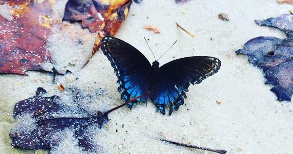 John O’Donohue on desire and the human impulse for beauty – magnificent read buff.ly/1MxWXXA