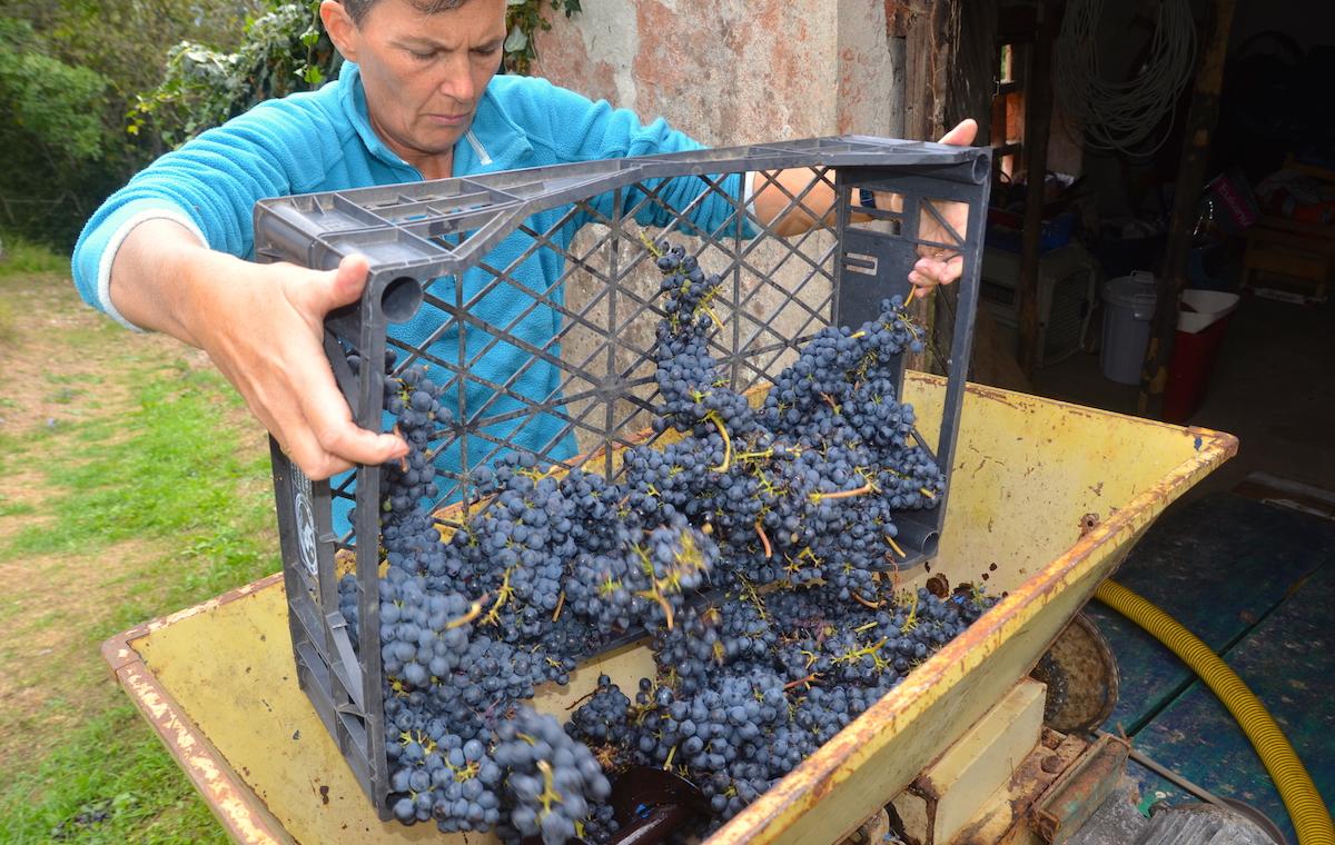 ColdiLavacchio's tweet photo. The grape harvest at #Lavacchio is underway! Let's hope 2015 proves a great vintage for #Tuscany!! http://t.co/4fDvbRG3eA