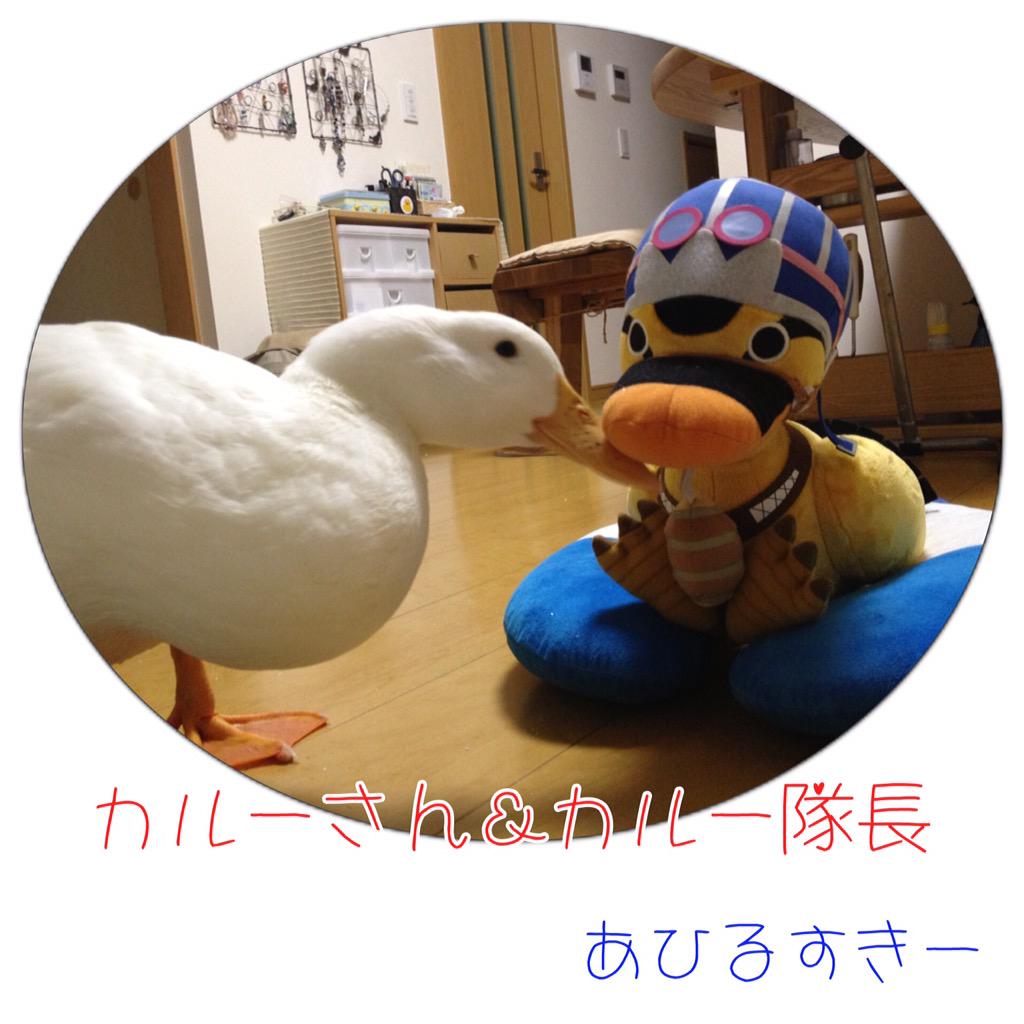 Twitter पर あひるすきー 通販強化中 カルーさん 漫画 One Piece に出てくる超カルガモ部隊隊長カルーから ペットの名前の由来 お迎えの際 多分男の子だよとの事でこのお名前つけたんだけど 育ってみたら女の子でした 笑 あひるのカルー アヒル Http Twitter पर あひるすきー 通販強化中 カルーさん 漫画 One Piece に出てくる超カルガモ部隊隊長カルーから ペットの名前の由来 お迎えの際 多分男の子だよとの事でこのお名前つけたんだけど 育ってみたら女の子でした 笑 あひるのカルー アヒル Http