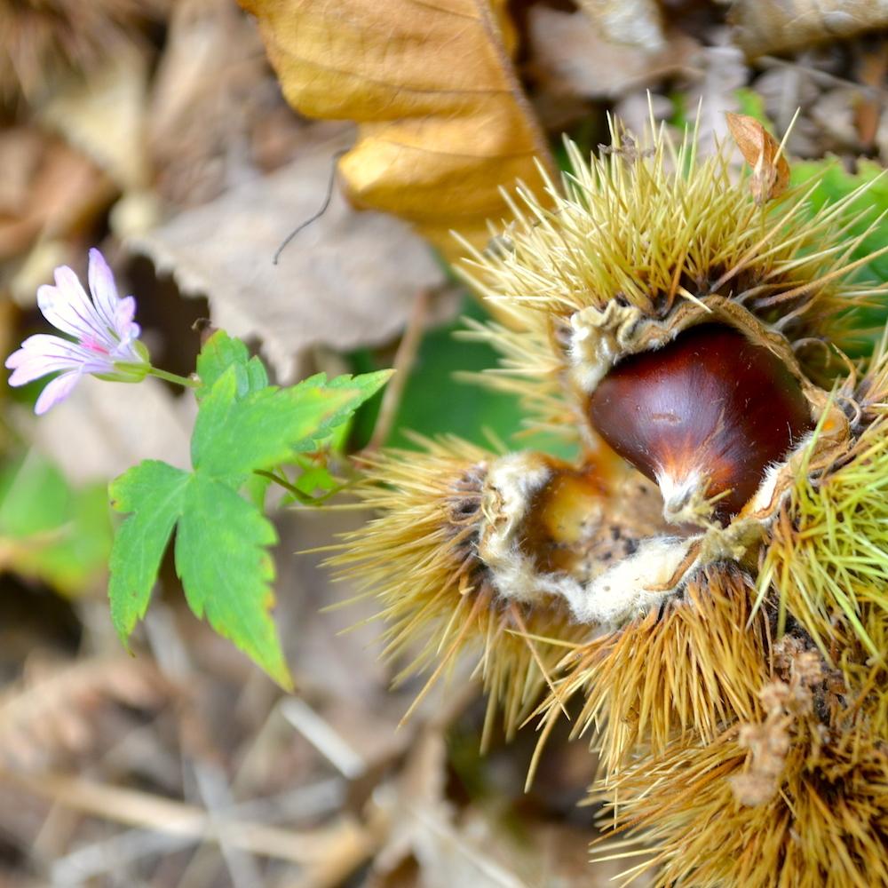 ColdiLavacchio's tweet photo. Wonder while on my wander in the #Tuscan woodland at #Lavacchio http://t.co/rhA2azIrai