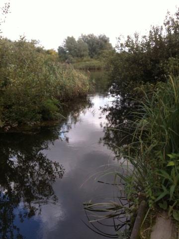 janemillerartis's tweet photo. Peaceful, interesting, Wheatfen #TedEllis, Surlingham S #Norfolk. Don't wear high heels. No dogs. http://t.co/YIUkJlwS4z