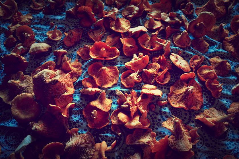 cakean's tweet photo. productive weekend #chanterelles http://t.co/vZaNVK1UqR