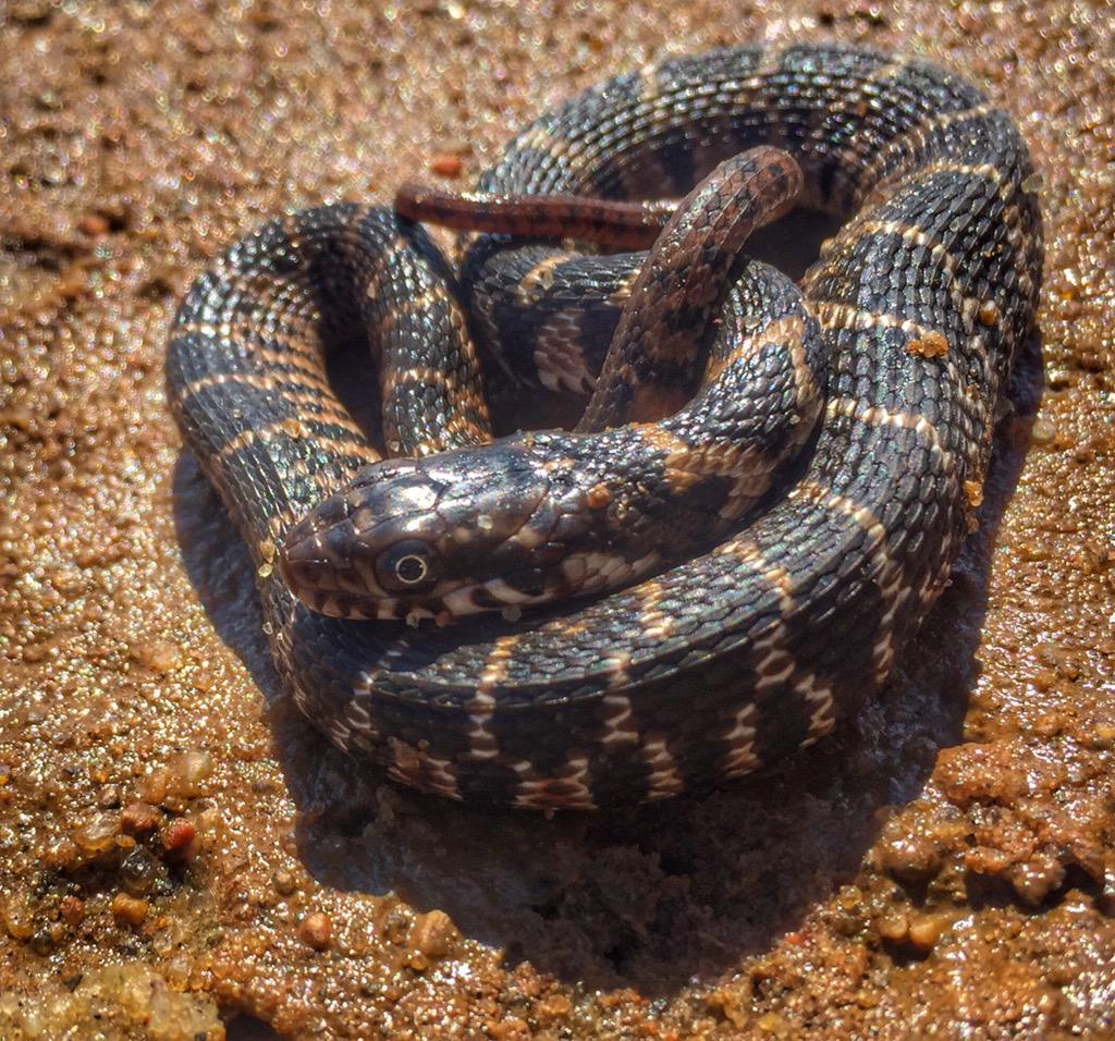 BugCatcher_Mark's tweet photo. Blotched Water snake (Nerodia erythrogaster transversa). #snake #watersnake #notvenomous #twiztidgecko http://t.co/uIiIPJVVyo