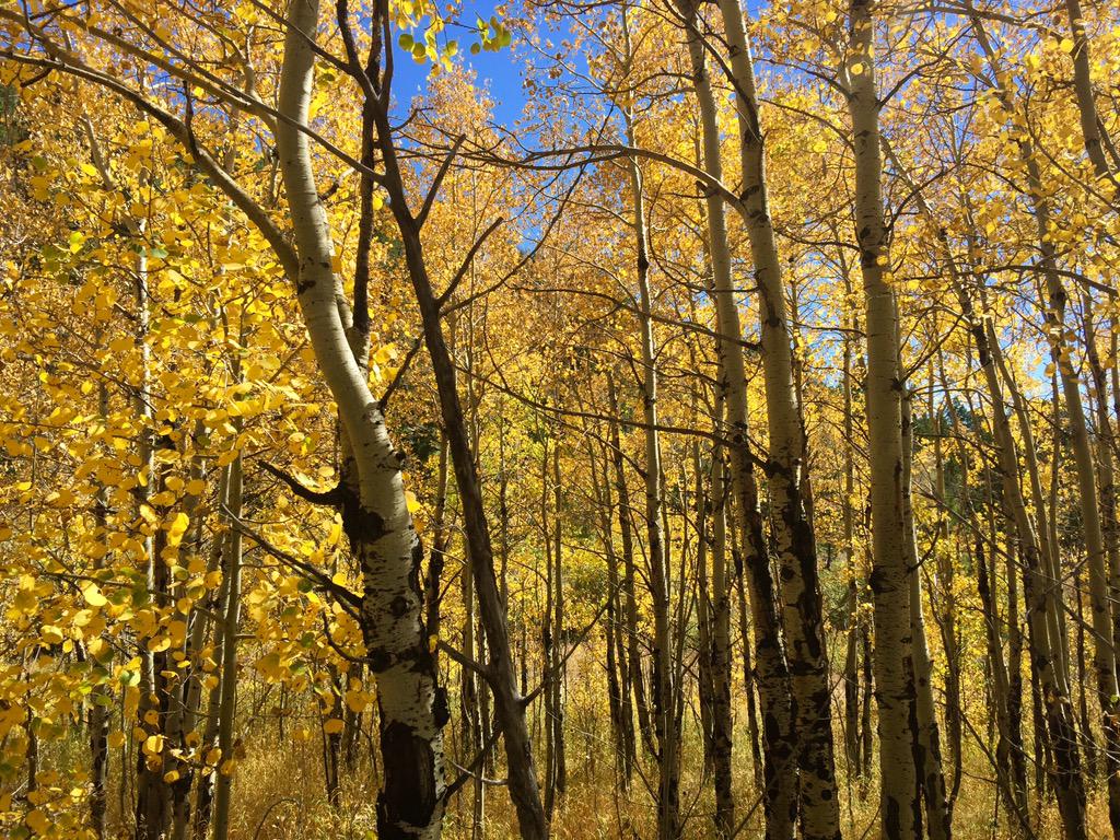 dklein7's tweet photo. Hike to #ForgottenValley and beyond in #GoldenGateCanyon State Park to check out the #Aspens &amp; #FallColors http://t.co/XSmpbQm0V0